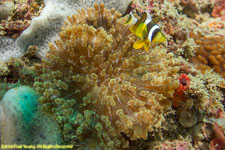 saddle anemonefish